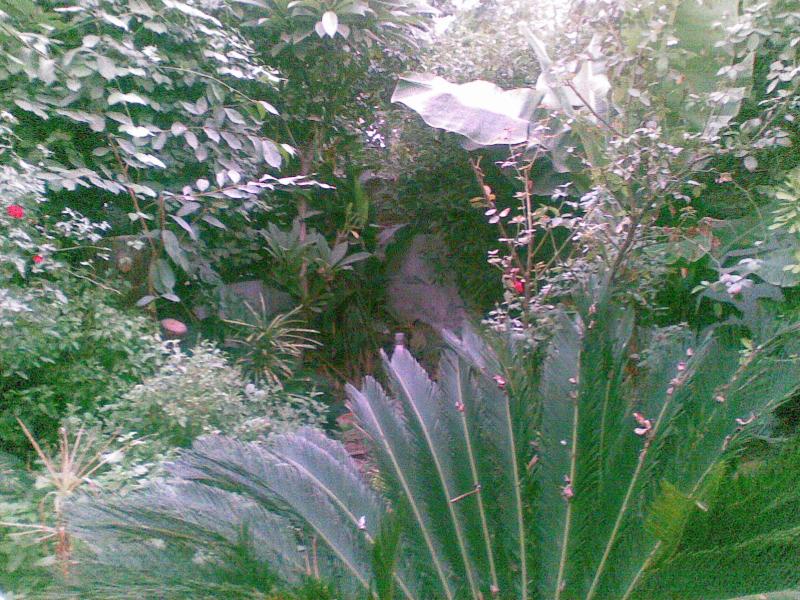 Orchid
